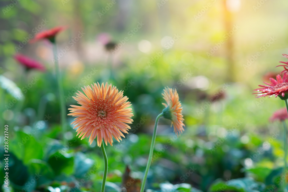 Beautiful gerbera in the garden