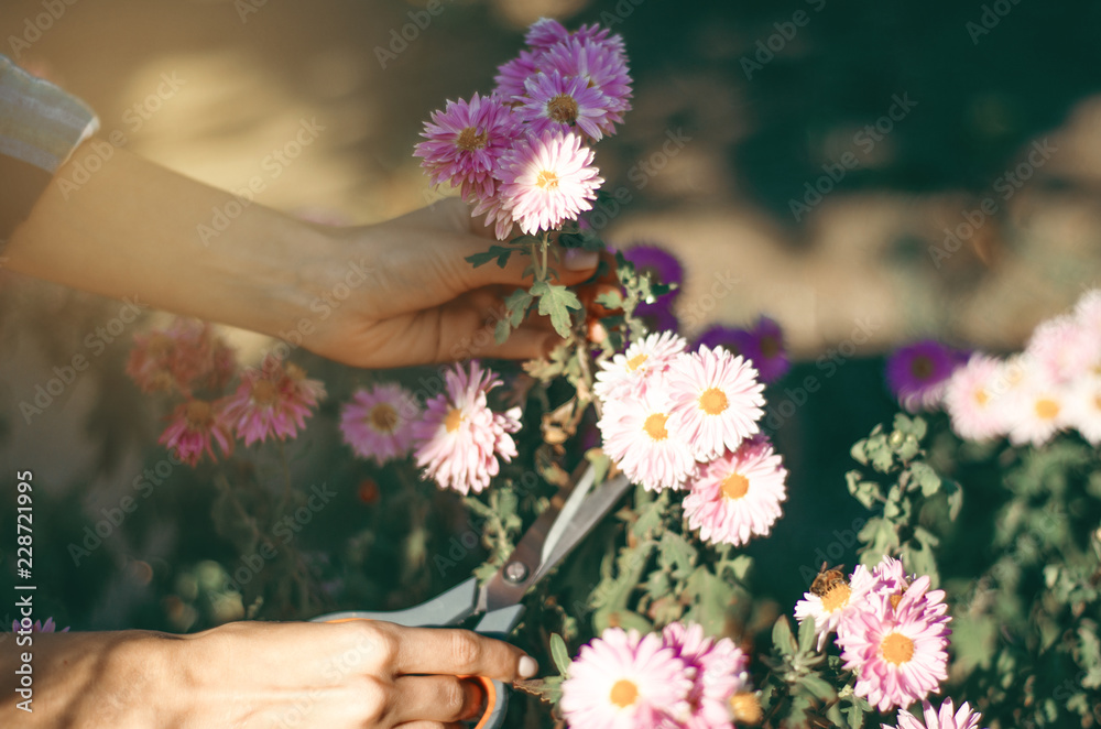 Woman gardener cutting flowers plant gardening scissors nature sun Woman gardener cutting flowers plant gardening scissors nature sun