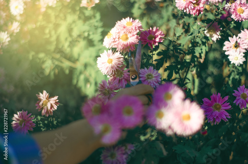 Fototapeta Naklejka Na Ścianę i Meble -  Woman gardener cutting flowers plant gardening scissors nature sun