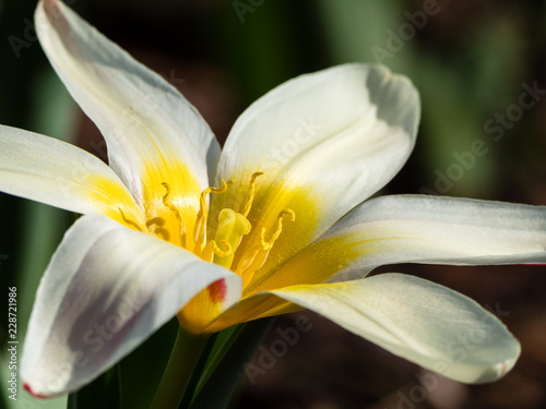 Fototapeta Naklejka Na Ścianę i Meble -  Close up shot of a Lady Jane tulip in full bloom