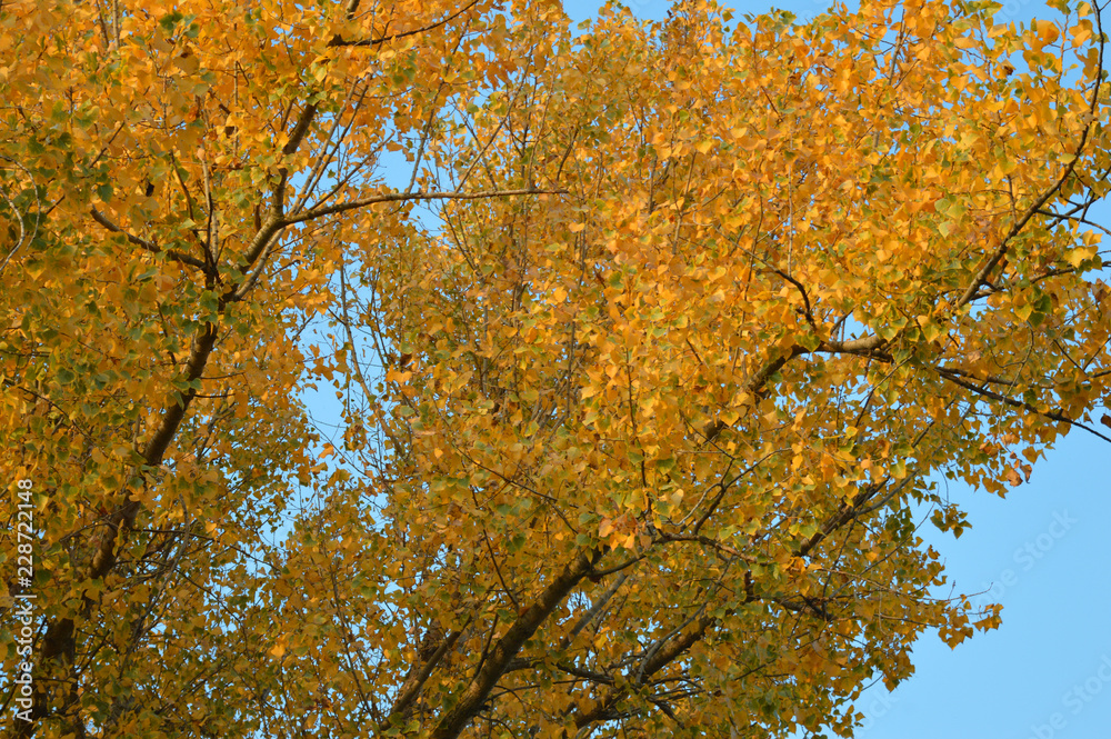 Autumn leaves of yellow and green leaves. Autumn leaves of yellow and green leaves.