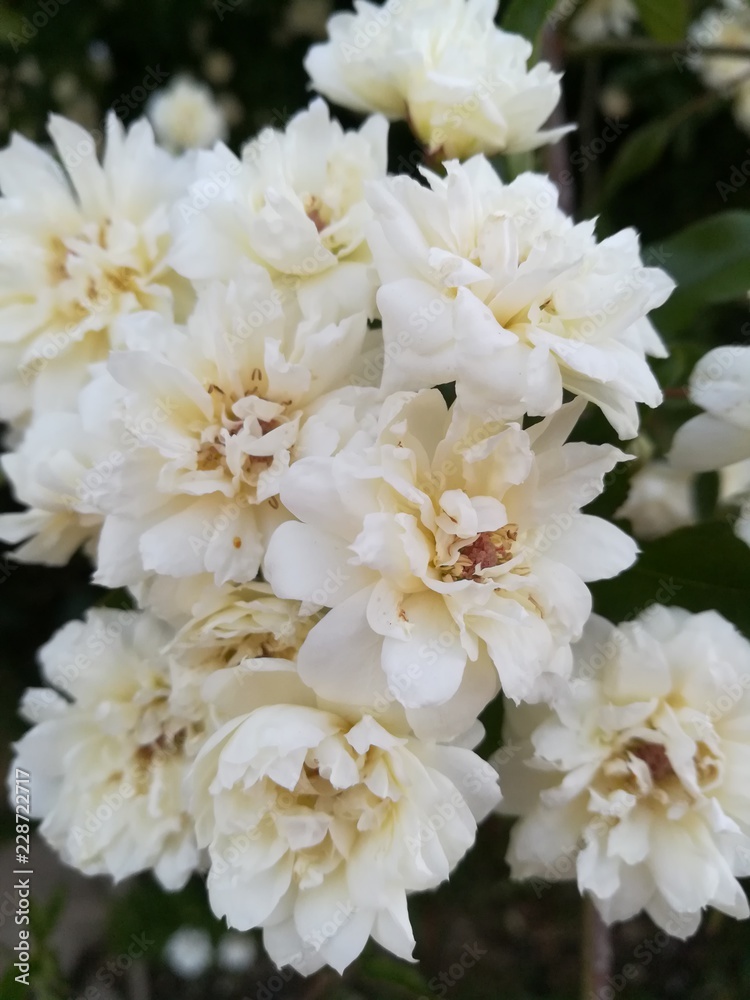 Fleurs ouverte au printemps dans le jardin Fleurs ouverte au printemps dans le jardin