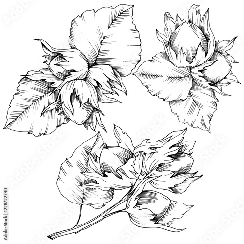 Wallpaper Mural Vector autumn plant hazel nut. Leaf plant botanical garden floral foliage. Isolated illustration element. Vector leaf for background, texture, wrapper pattern, frame or border. Torontodigital.ca