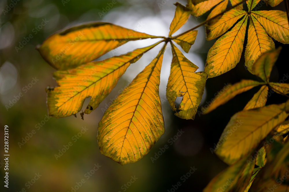 Obraz premium Jesień
