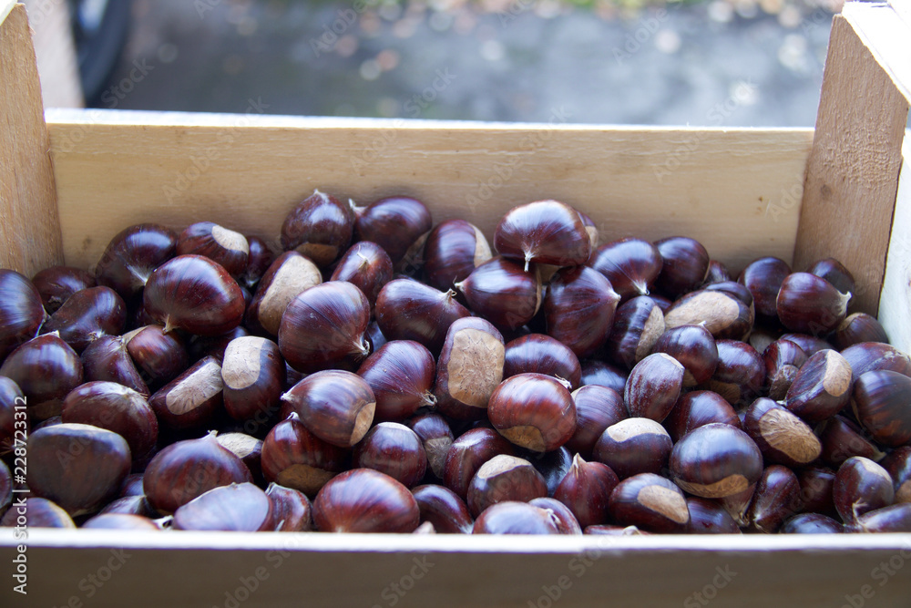 Obraz premium wooden box full of big ripe chestnuts