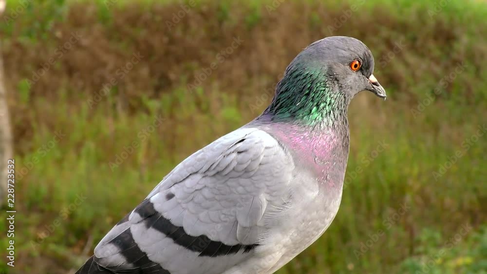 The grey pigeons are very close. Moment of life of wild birds dove living next to people. The grey pigeons are very close. Moment of life of wild birds dove living next to people.