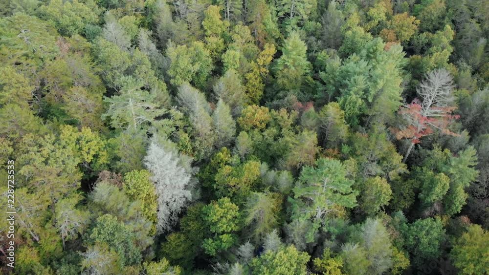 Forest Autumn Tree Top Aerial Looking Down. an aerial view flying over autumn tree top canopy of a forest looking down Forest Autumn Tree Top Aerial Looking Down. an aerial view flying over autumn tree top canopy of a forest looking down