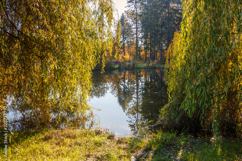 Fototapeta Naklejka Na Ścianę i Meble -  lake among the trees in the park on a summer day 