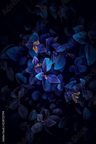 nice blue leaves