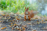 squirrel sitting with nut in autumn 