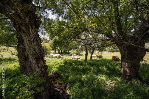 cattle in andalusia