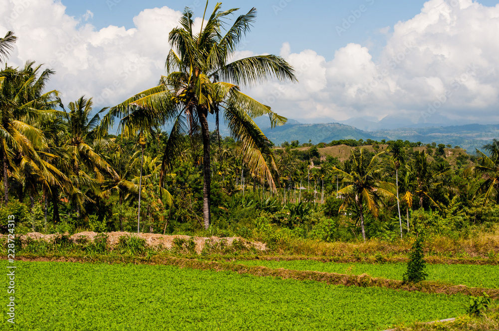 Fototapeta premium rice fields in Bali