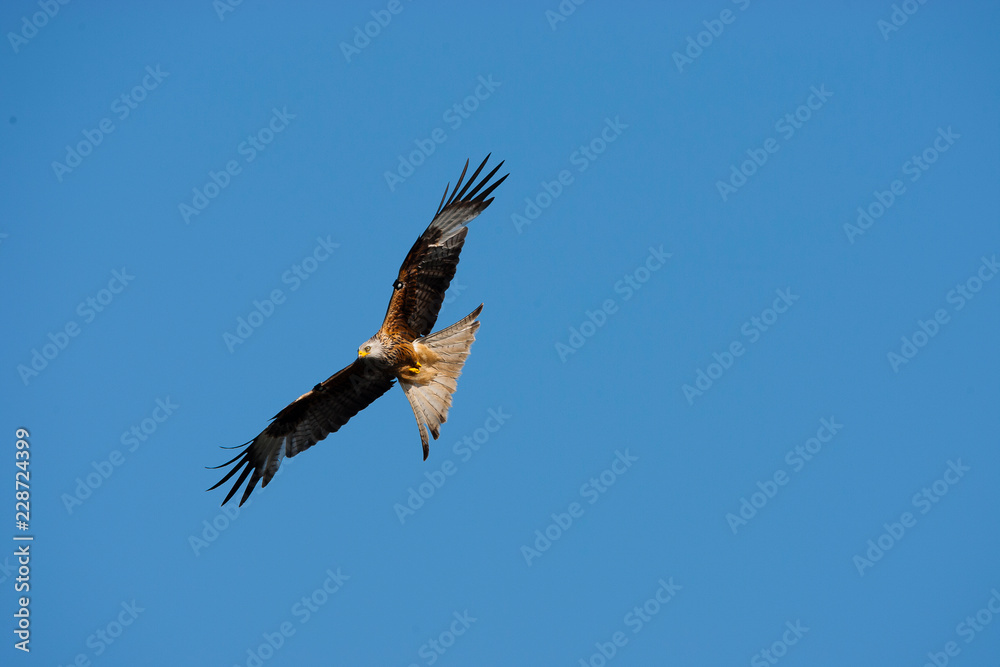 CEREDIGION, WALES. Red kite in flight against blue sky. CEREDIGION, WALES. Red kite in flight against blue sky.