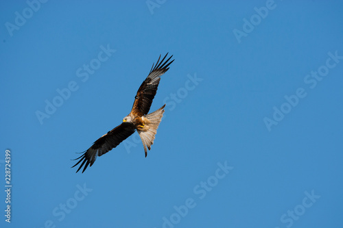 CEREDIGION  WALES. Red kite in flight against blue sky.