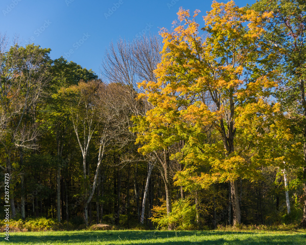 Early fall colour of vivid yellow foliage as tree catches sun in late evening