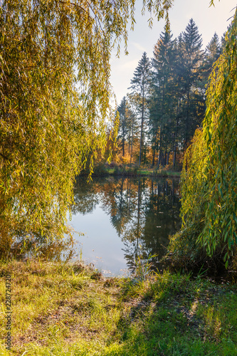 lake among the trees in the park on a summer day 