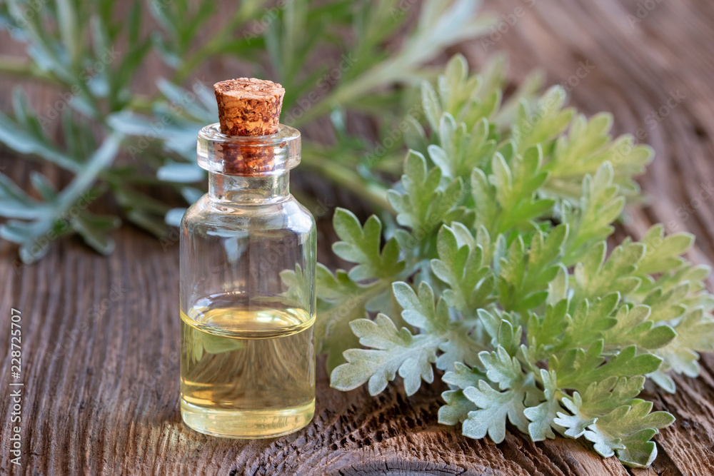 A bottle of wormwood essential oil with fresh wormwood plant A bottle of wormwood essential oil with fresh wormwood plant