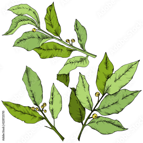 Vector green laurus leaf. Leaf plant botanical garden floral foliage. Isolated illustration element. Vector leaf for background, texture, wrapper pattern, frame or border.