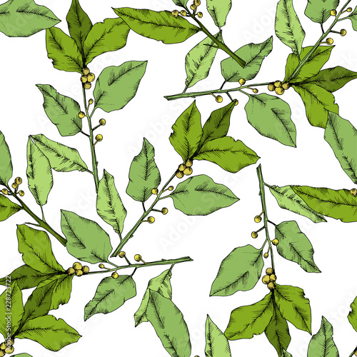 Vector green laurus leaf. Leaf plant botanical garden floral foliage. Seamless background pattern. Fabric wallpaper print texture. Vector leaf for background, texture, wrapper pattern, frame.