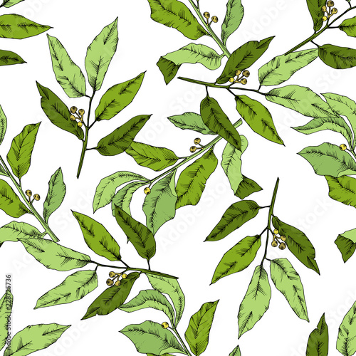 Vector green laurus leaf. Leaf plant botanical garden floral foliage. Seamless background pattern. Fabric wallpaper print texture. Vector leaf for background, texture, wrapper pattern, frame.