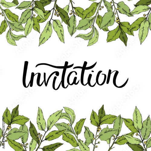 Vector green laurus leaf. Leaf plant botanical garden floral foliage. Frame border ornament square. Vector leaf for background, texture, wrapper pattern, frame or border.