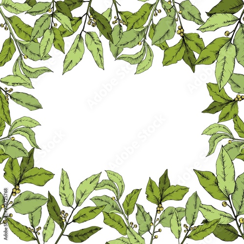 Vector green laurus leaf. Leaf plant botanical garden floral foliage. Frame border ornament square. Vector leaf for background, texture, wrapper pattern, frame or border.