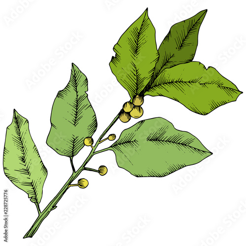 Vector green laurus leaf. Leaf plant botanical garden floral foliage. Isolated illustration element. Vector leaf for background, texture, wrapper pattern, frame or border.