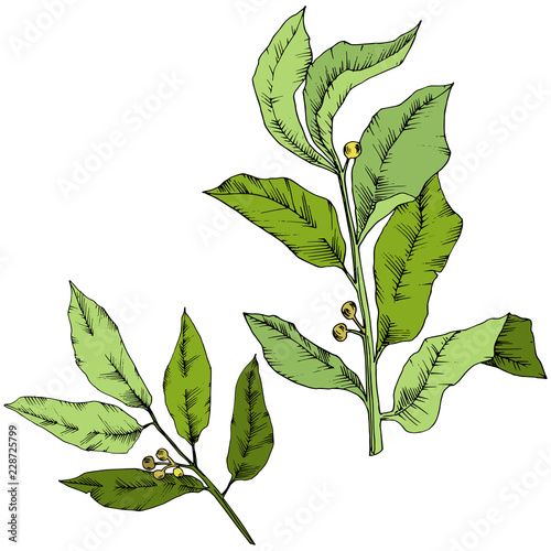 Vector green laurus leaf. Leaf plant botanical garden floral foliage. Isolated illustration element. Vector leaf for background, texture, wrapper pattern, frame or border.