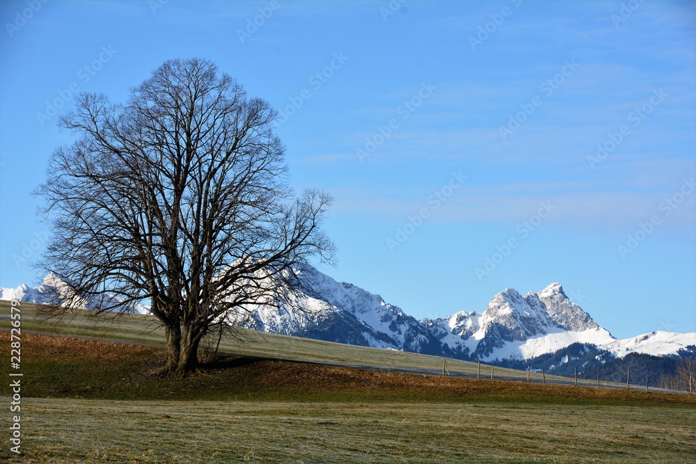 Winterszene mit Baum und Bergen Winterszene mit Baum und Bergen