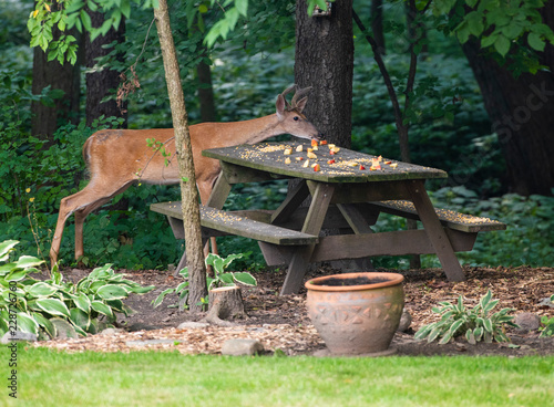Young buck eating apples off picnic table