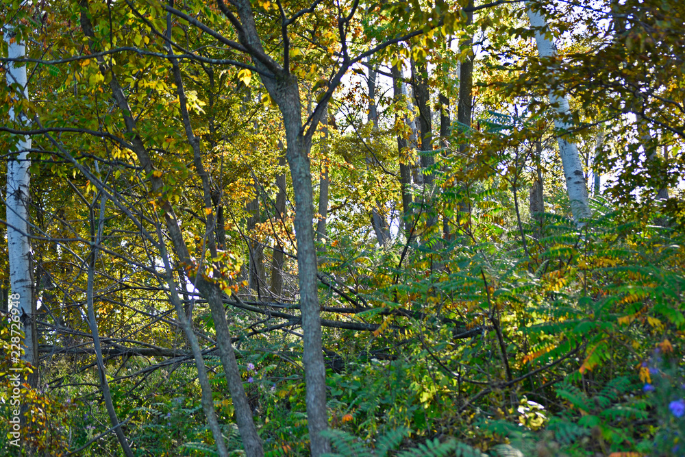 Fototapeta premium forest in autumn