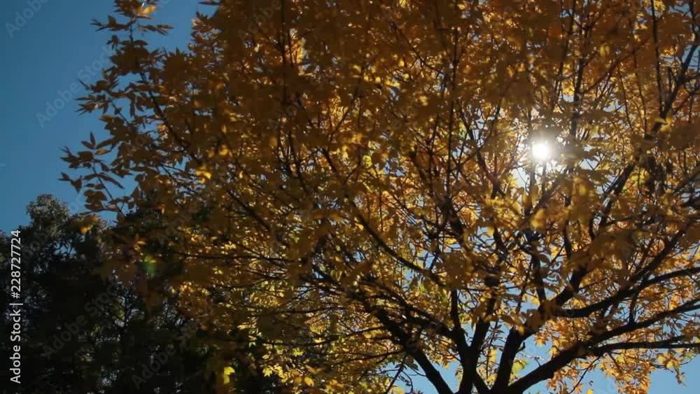 the sun's rays shine in the golden crowns of trees the sun's rays shine in the golden crowns of trees
