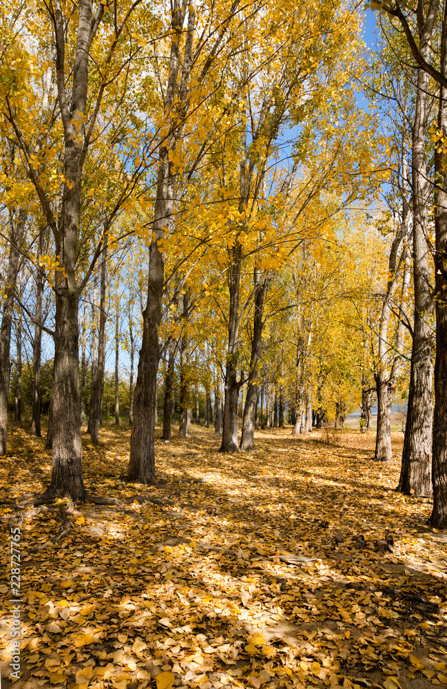 Autumn Autumn