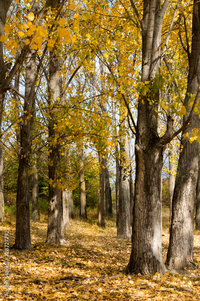 Fototapeta premium Autumn