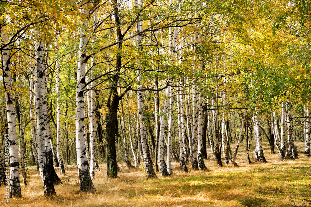 Fototapeta premium Autumn