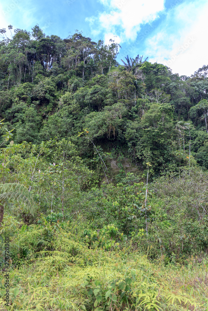 lush green amazon rainforest in ecuador south america