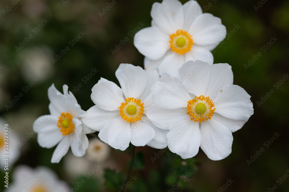 白いシュウメイギクの花 白いシュウメイギクの花