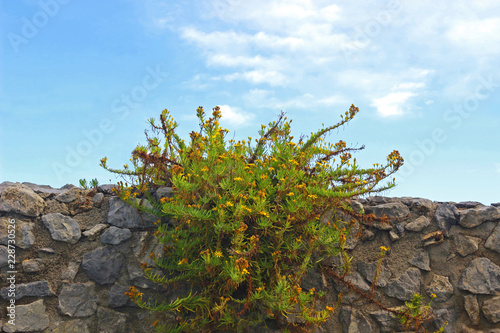 yellow wildflower growing on a stone wall, blue sky