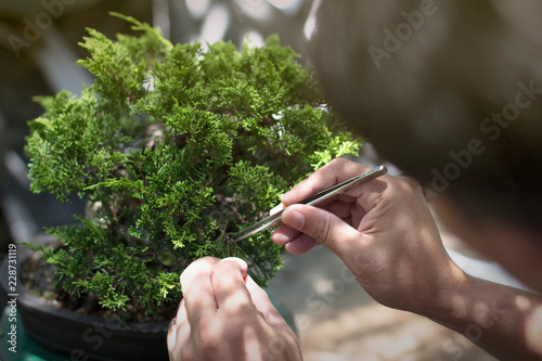 Making of bonsai trees. Handmade accessories wire and scissor bonsai, bonsai tools, stand of bonsai.