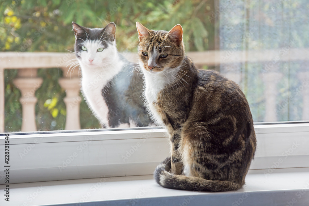 Two cats on a windowsill - one inside and the other outside