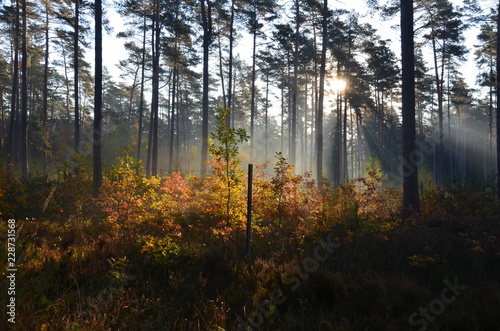 Morgenstimmung im Wald