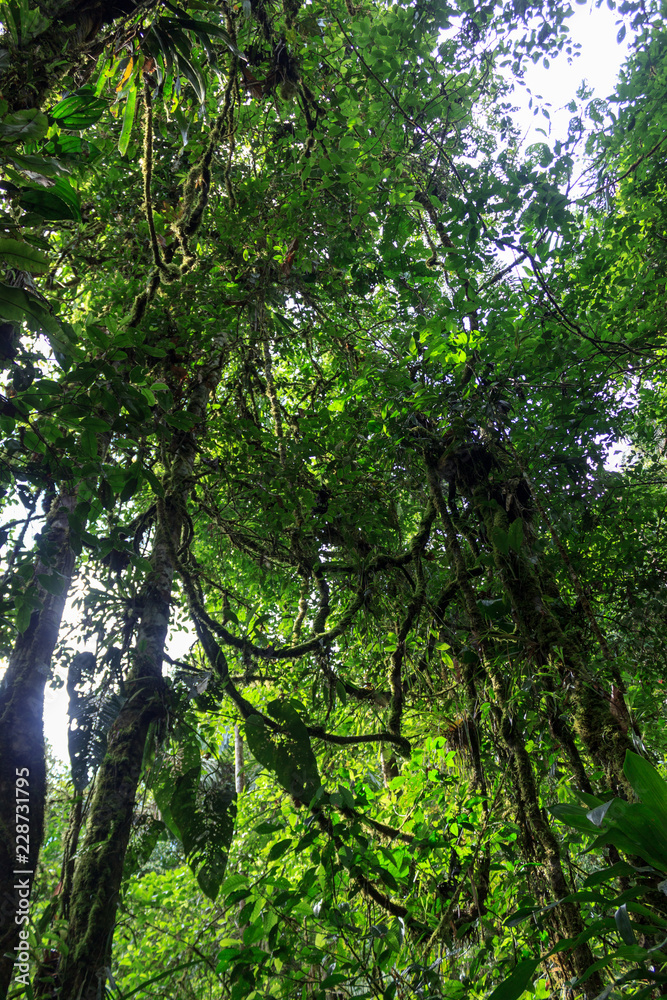 Fototapeta premium lush green amazon rainforest in ecuador south america