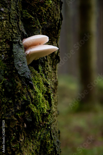 fungus with moss on the bark of a tree