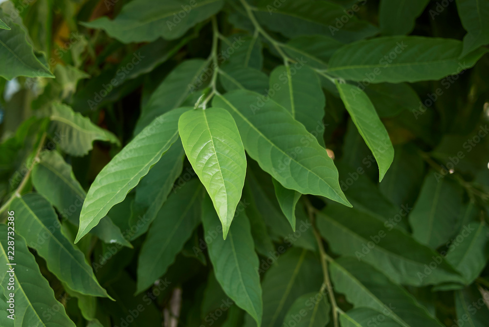 Cananga odorata Cananga odorata