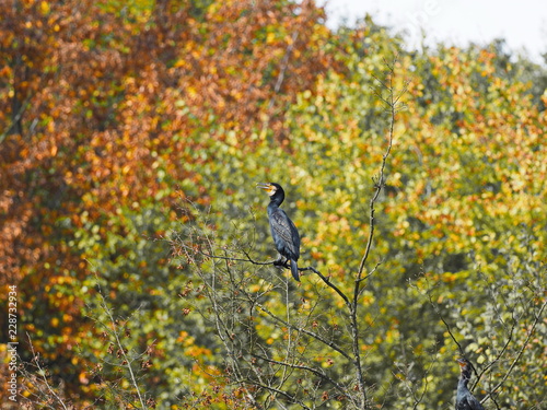 Kormoran im Herbstwald - Cormorant in the autumn forest © Ralf Blechschmidt