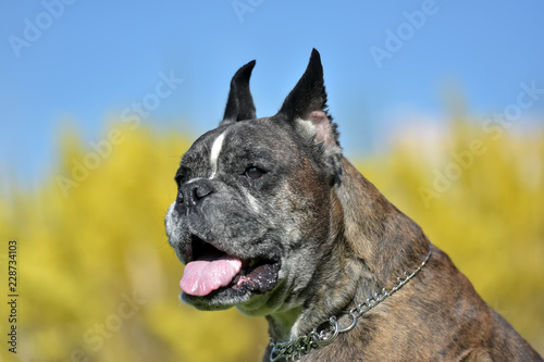 German boxer with cropped ears photo
