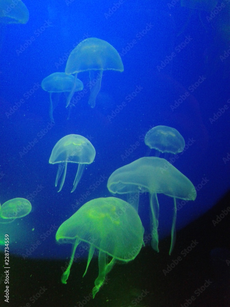 blue jellyfish in water blue jellyfish in water