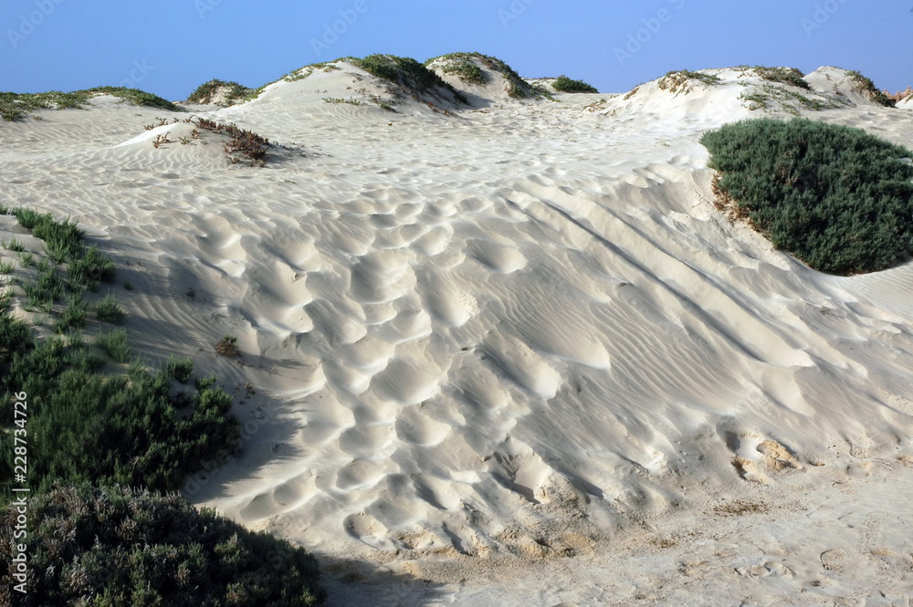 Foto de Dune de sable et plantes grasses, île de Sal, Cap Vert, Afrique de l