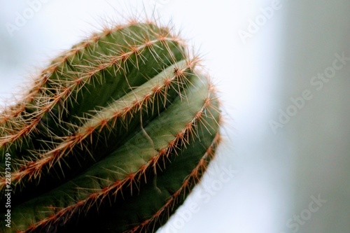 Cactus close-up spine detail.