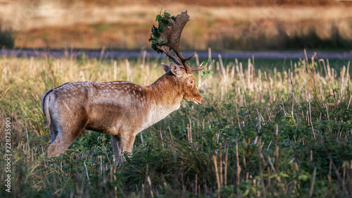 Fallow Deer Stag Pictured In The UK photo